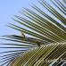 bird_unidentified_nlem_h_0370_bal3636.jpg